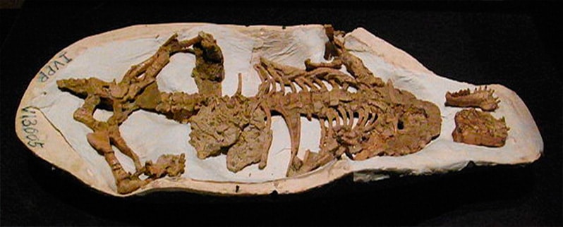 Fosil dinosario repenomamus