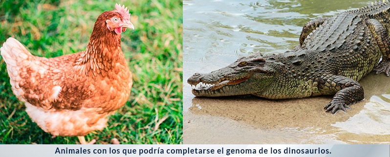 Gallina Cocodrilo