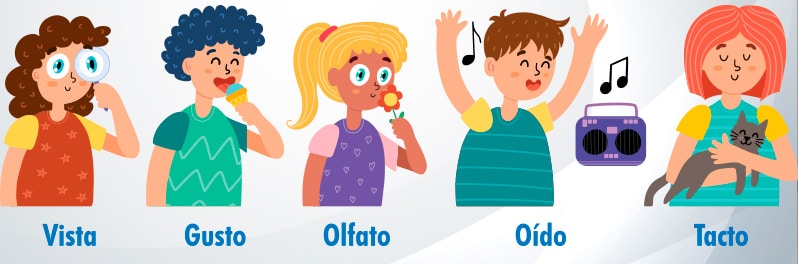 Los 5 Sentidos