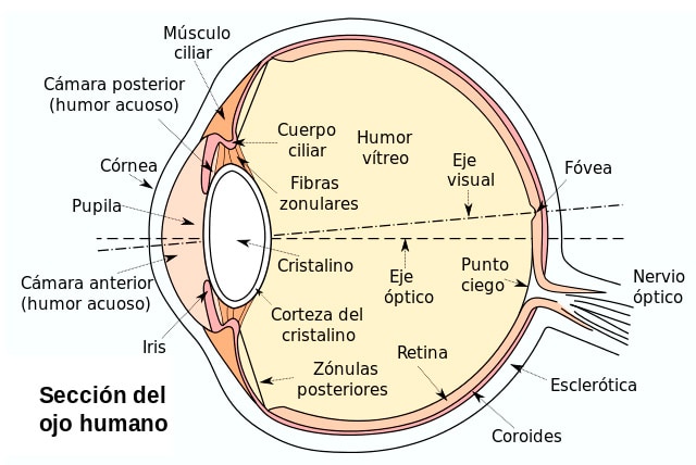 Los cinco sentidos vista