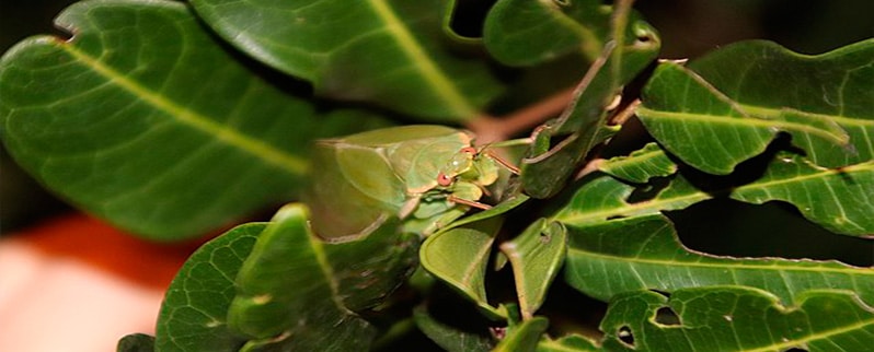Planta Cícada
