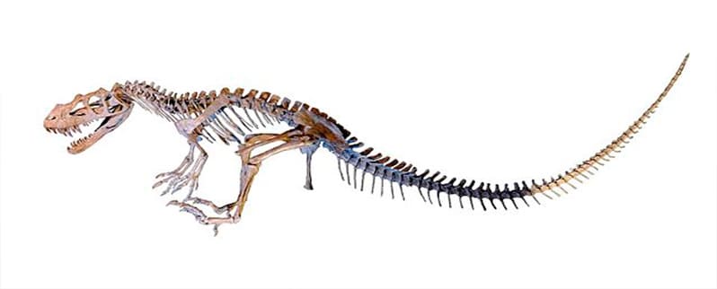 Dinosaurio Ceratosaurus