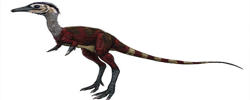 Dinosaurio Shuvuuia
