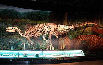 ⊛ Esqueleto de dinosaurio ⊛ Esqueleto de dinosaurio