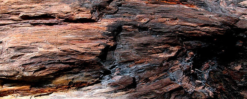 Madera petrificada