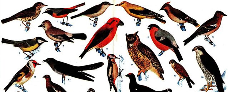 Aves parecidas a dinosaurios