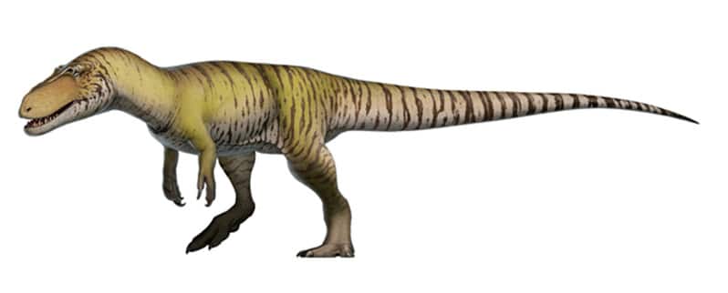 Tipos de dinosaurios y sus nombres por especies Tipos de dinosaurios y sus nombres por especies