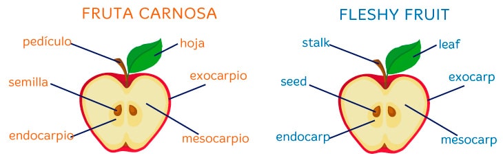 Las frutas en inglés