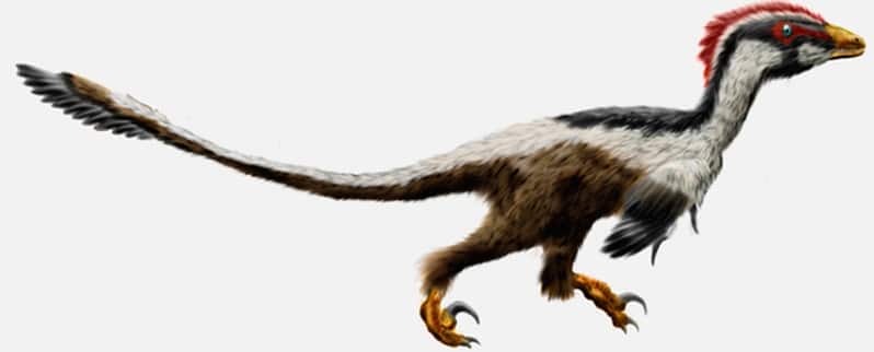 Tipos de dinosaurios y sus nombres por especies Tipos de dinosaurios y sus nombres por especies