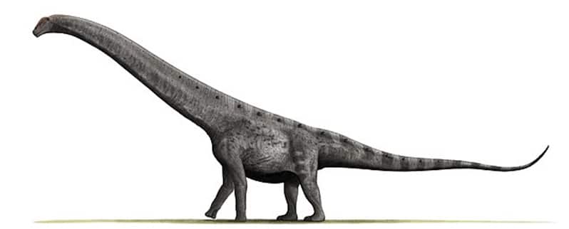 Argentinosaurus