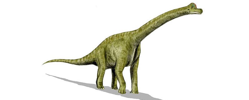 Brachiosaurus