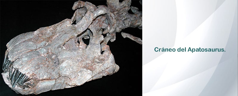 Cráneo Apatosaurus