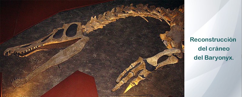 Craneo Baryonyx