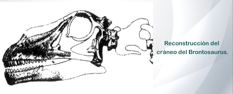 Cráneo Brontosaurus