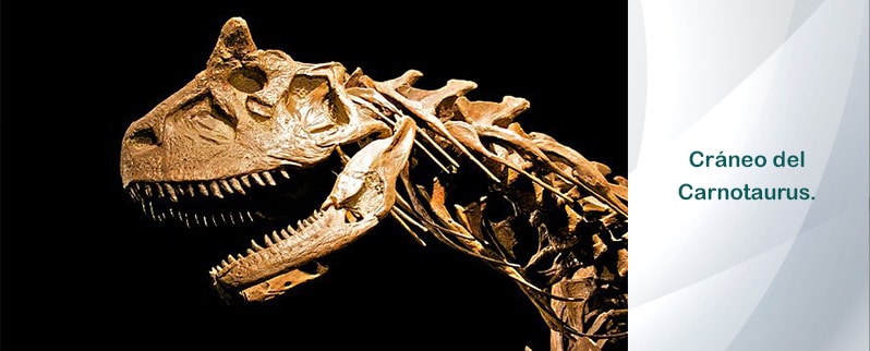 Cráneo Carnotaurus