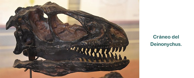 Craneo Deinonychus