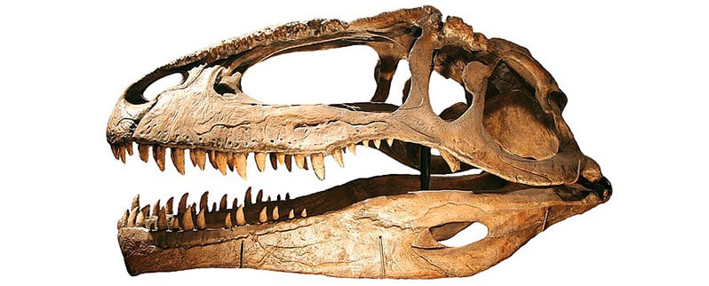 Cráneo Giganotosaurus