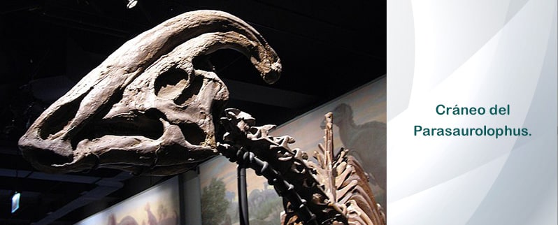 Cráneo Parasaurolophus.