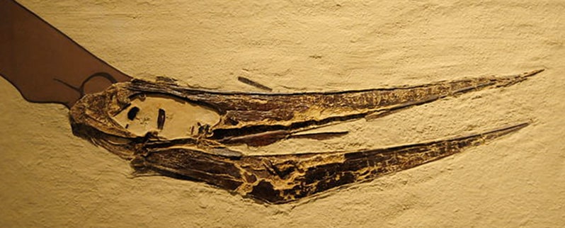 Cráneo Pteranodon