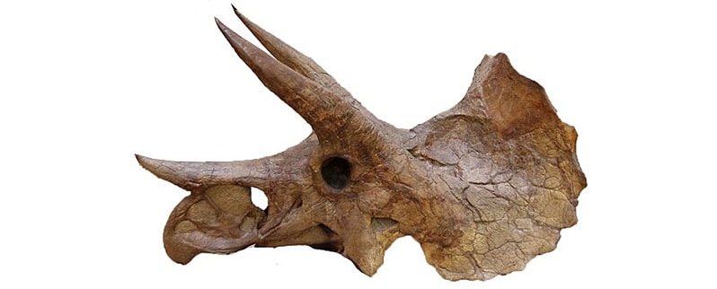 Craneo Triceratops
