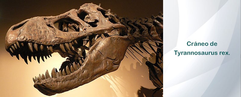 Craneo Tyrannosaurus Rex
