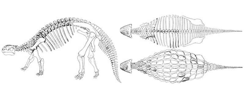 Cuerpo Ankylosaurus