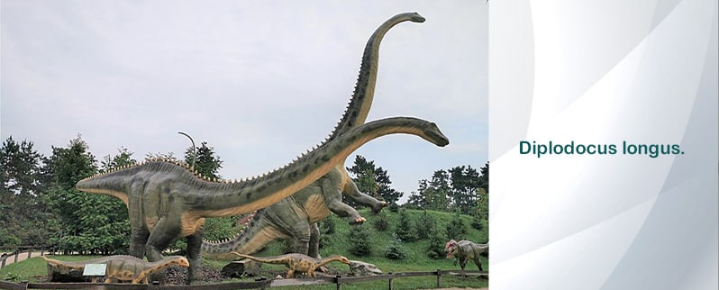 Diplodocus
