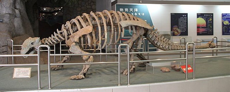 Esqueleto Ankylosaurus