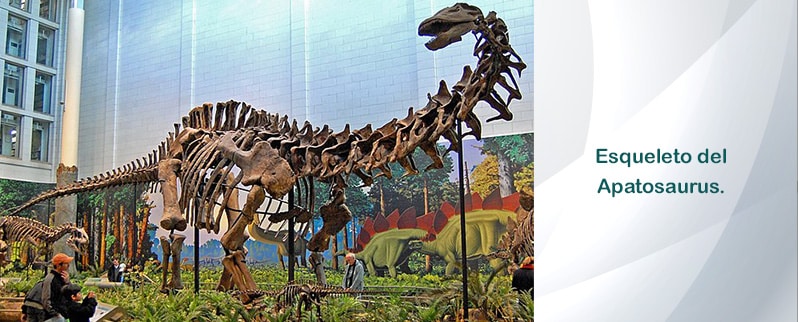 Esqueleto Apatosaurus