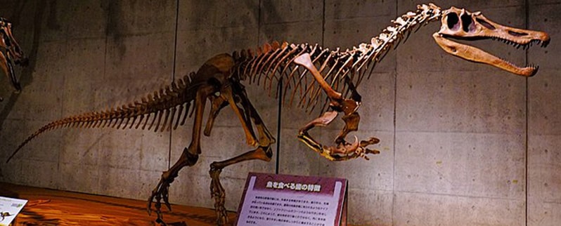 Esqueleto Baryonyx