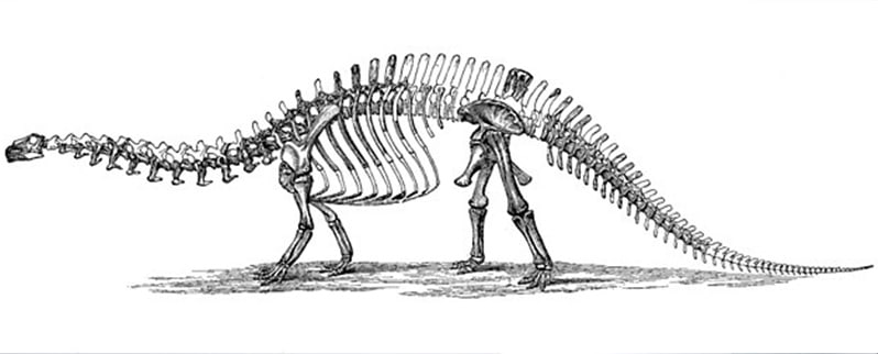 Esqueleto Brontosaurus