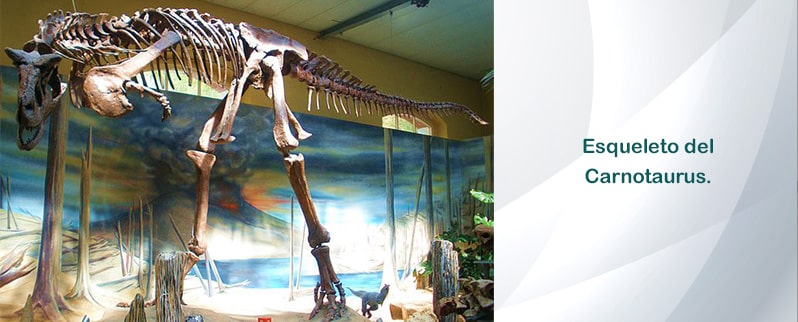Esqueleto Carnotaurus