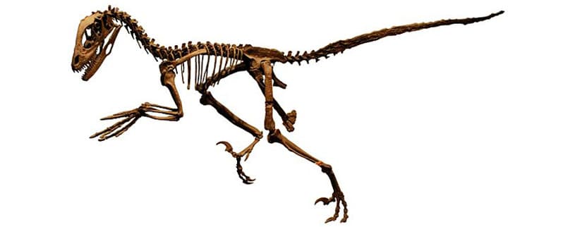 Esqueleto Deinonychus