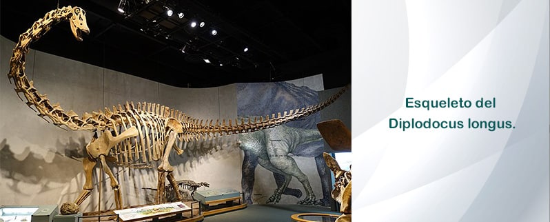 Esqueleto Diplodocus