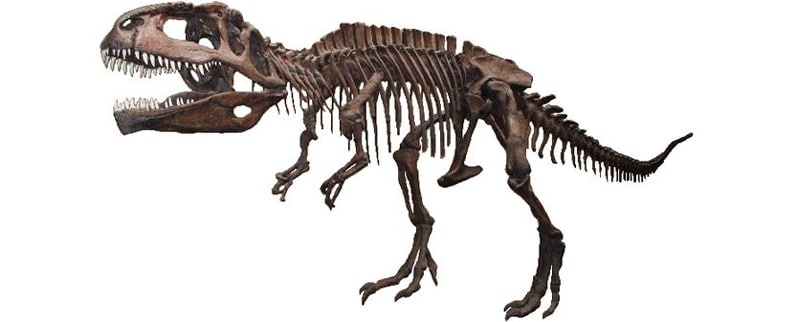 Esqueleto Giganotosaurus