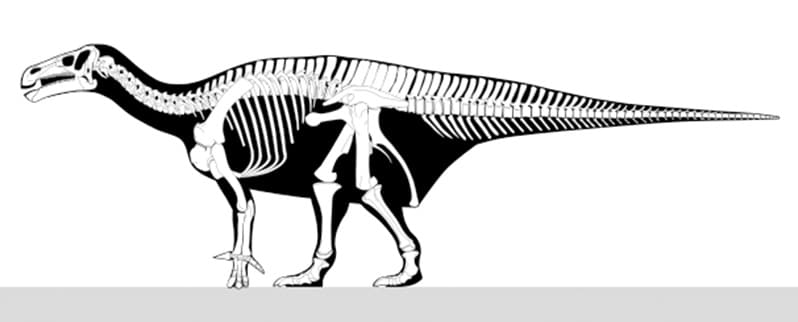 Esqueleto Iguanodon
