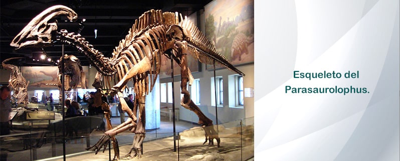 Esqueleto Parasaurolophus