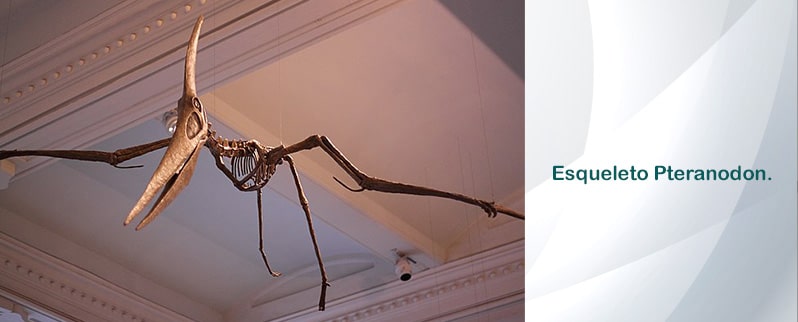 Esqueleto Pteranodon
