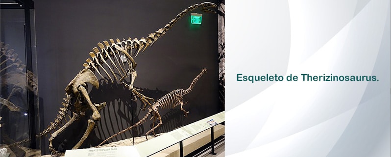 Esqueleto Therizinosaurus
