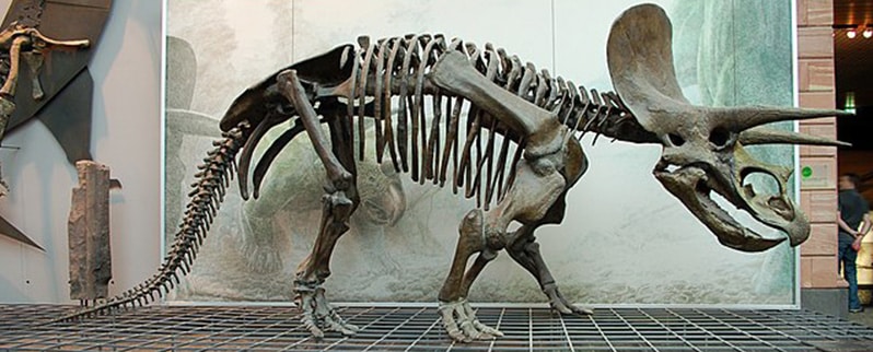 Esqueleto Triceratops