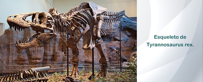 Esqueleto Tyrannosaurus Rex