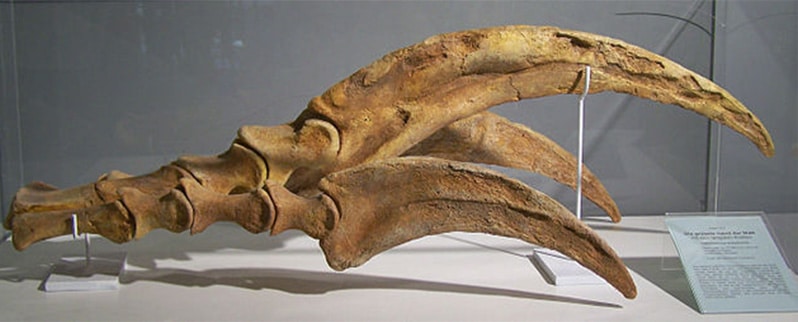 Garras Therizinosaurus