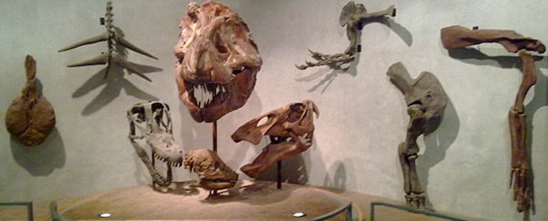 La clasificación de los dinosaurios para su alimentación