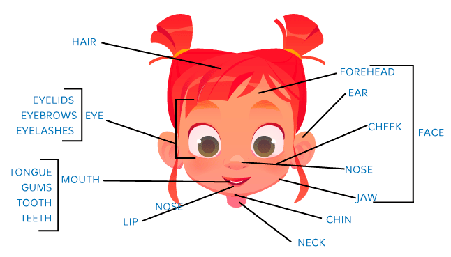 Las partes del cuerpo en inglés
