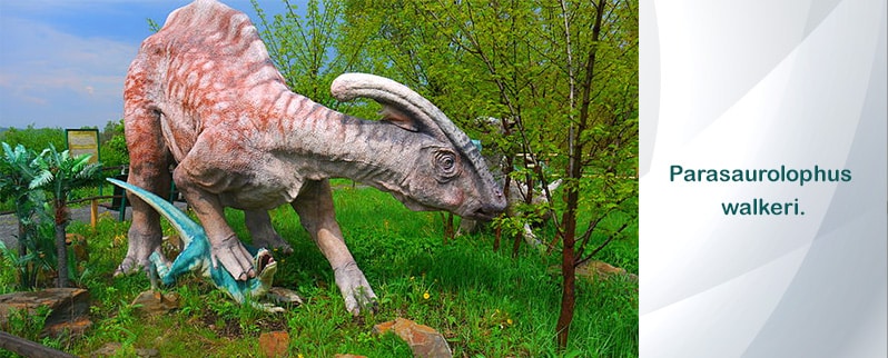 Parasaurolophus
