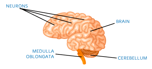 Partes del cuerpo en inglés para niños
