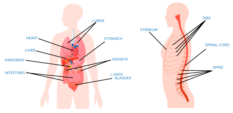 Partes de cuerpo en inglés para primaria