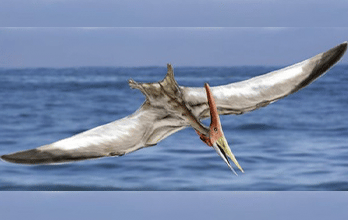 Pteranodon