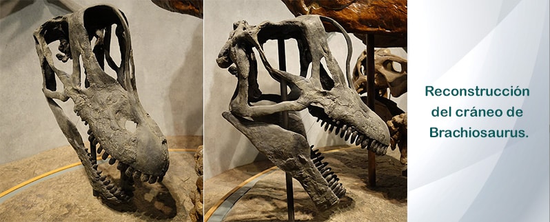 Reconstruccion Craneo Brachiosaurus