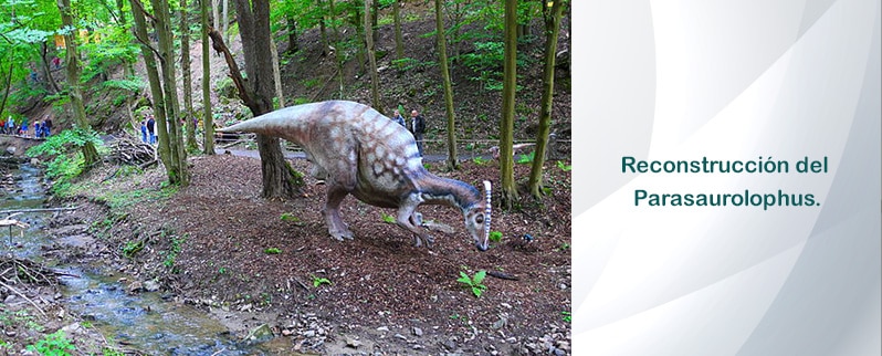 Reconstrucción Parasaurolophus